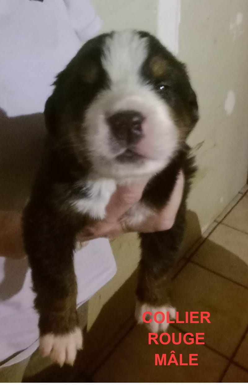 COLLIER ROUGE MÂLE RESERVE