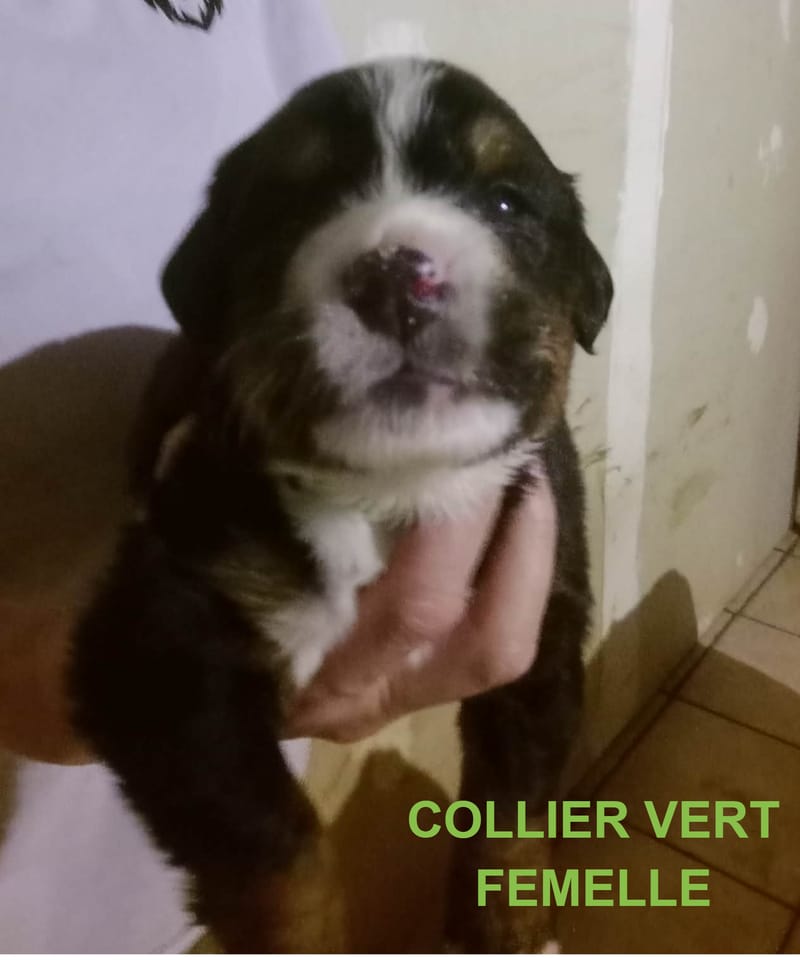 COLLIER VERT FEMELLE RESERVE