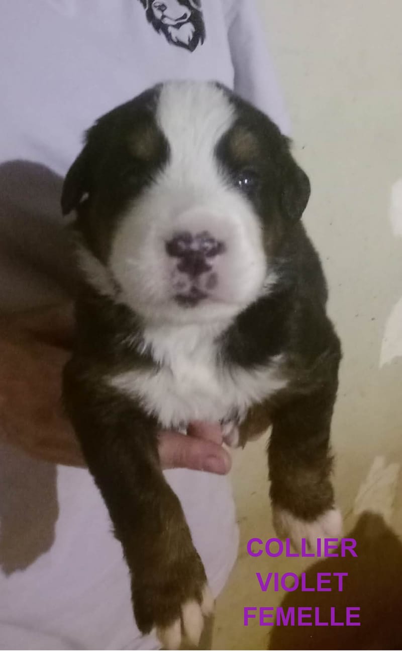 COLLIER VIOLET FEMELLE RESERVEE