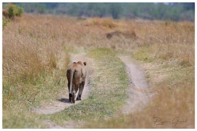 The Grand Journey '25 image