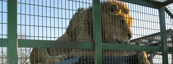 RANCAGUA, PARQUE SAFARI