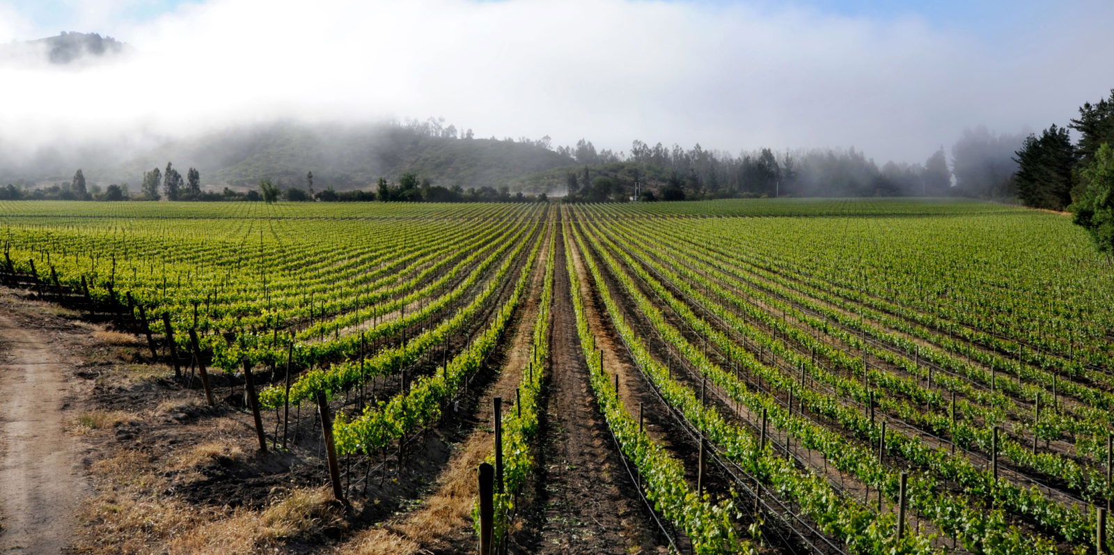 WHITE HOUSE VINEYARD