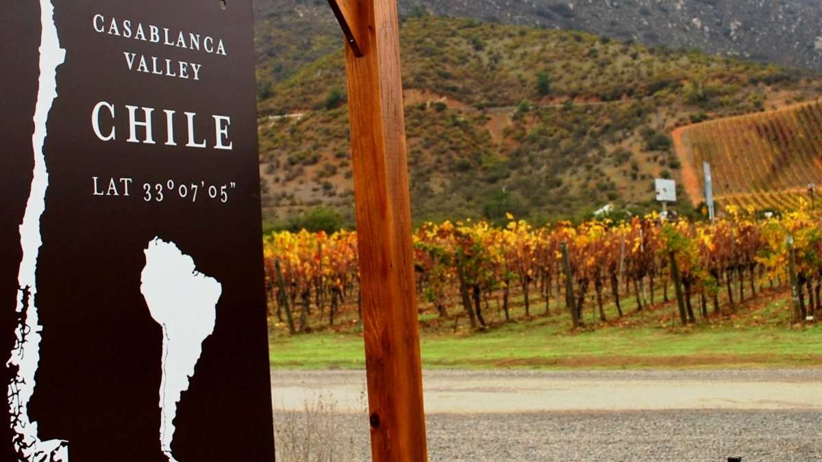 WHITE HOUSE VINEYARD