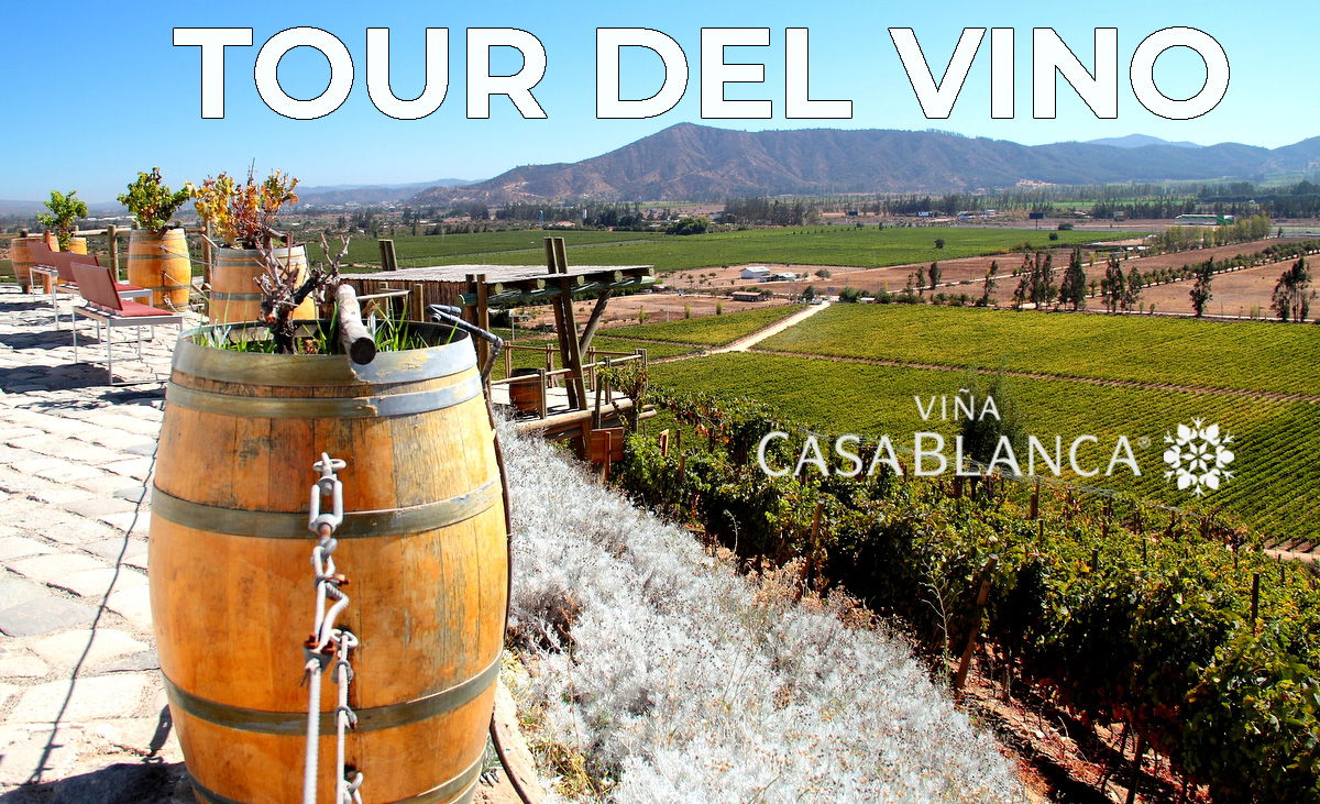 WHITE HOUSE VINEYARD