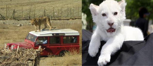 RANCAGUA, SAFARI PARK