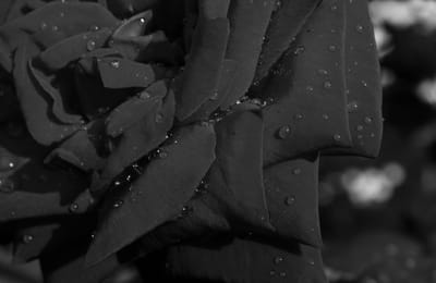 《這一次，我再沒有遺憾》