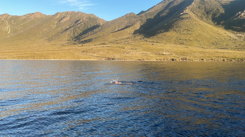 Lake Pedder Big Swim 43.5km