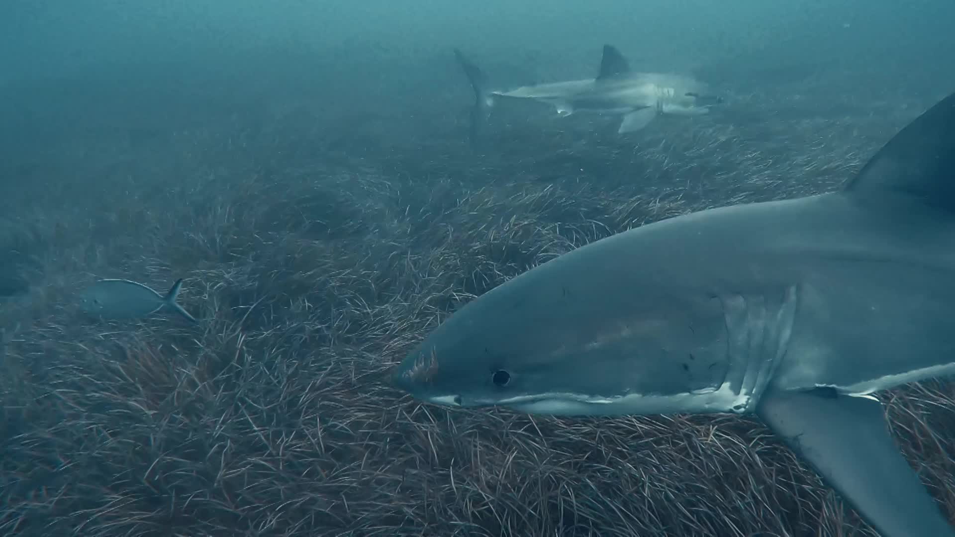 White sharks and rays both found in South Australian waters