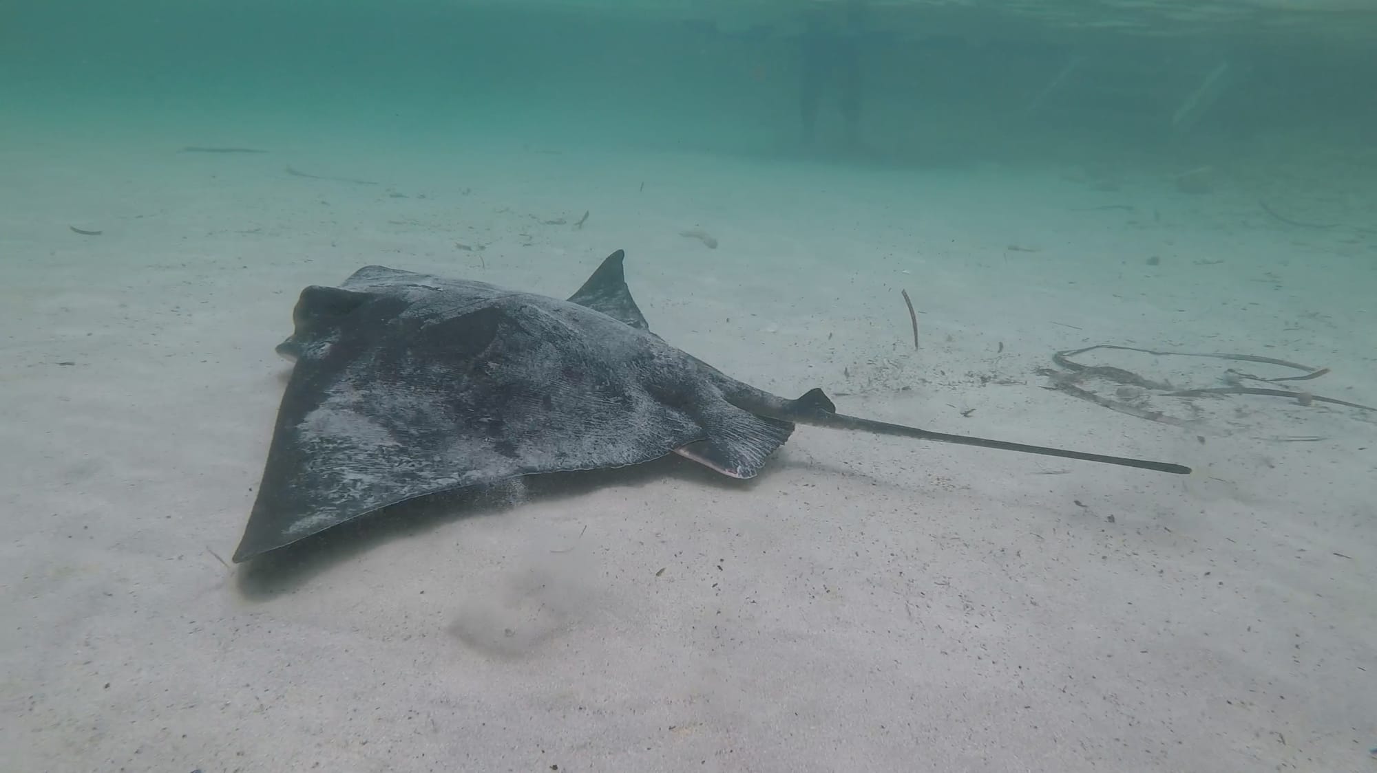 SAFE HANDLING OF SHARKS & RAYS