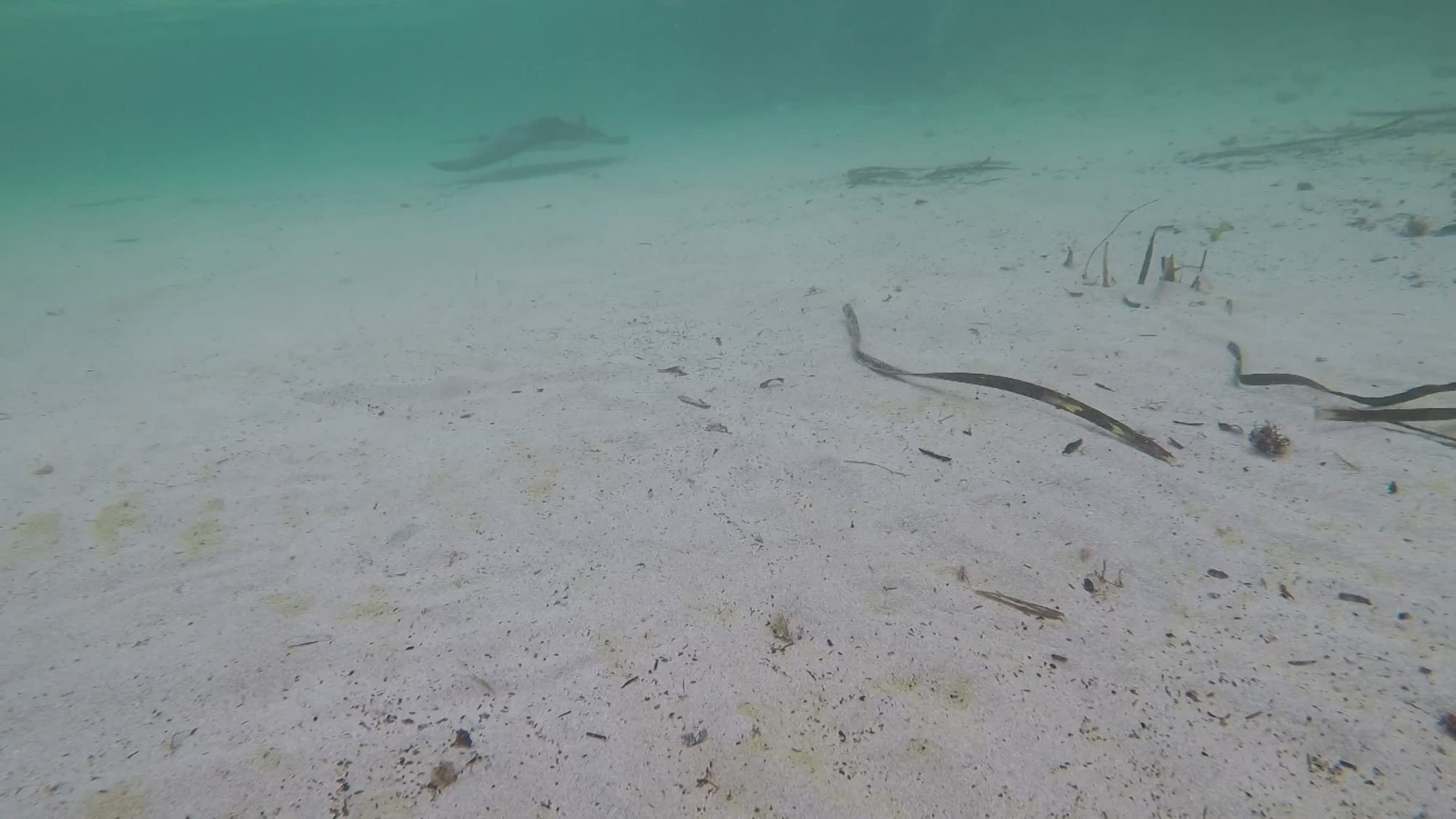How the southern eagle ray glides along under the surface