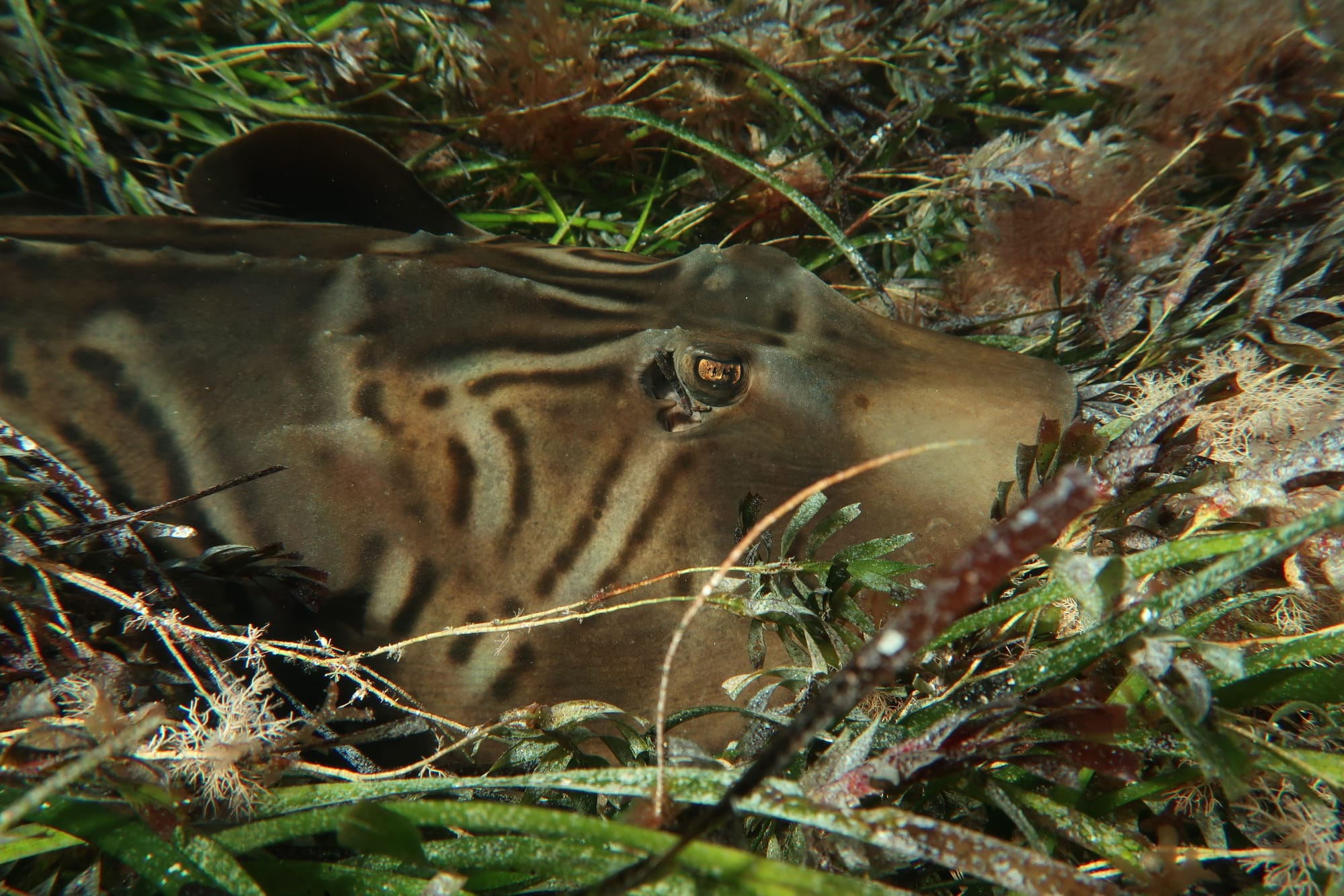 SHARKS & RAYS IN SOUTH AUSTRALIA