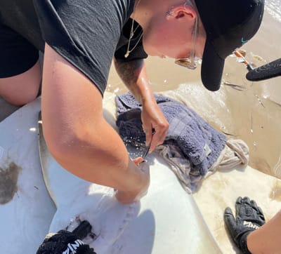 Port Jackson shark and southern eagle ray research