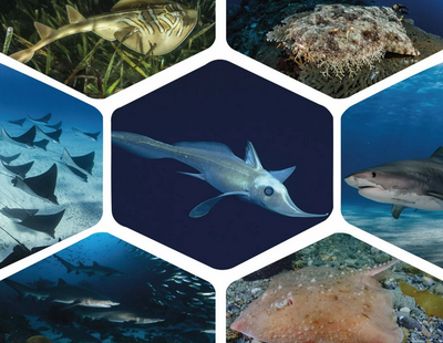The global status of sharks, rays, and chimaeras