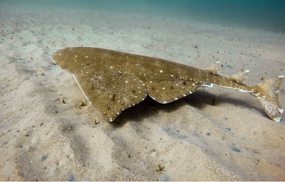 Fishery and spatial management solutions to inform the protection and recovery of Australia’s threatened endemic elasmobranchs