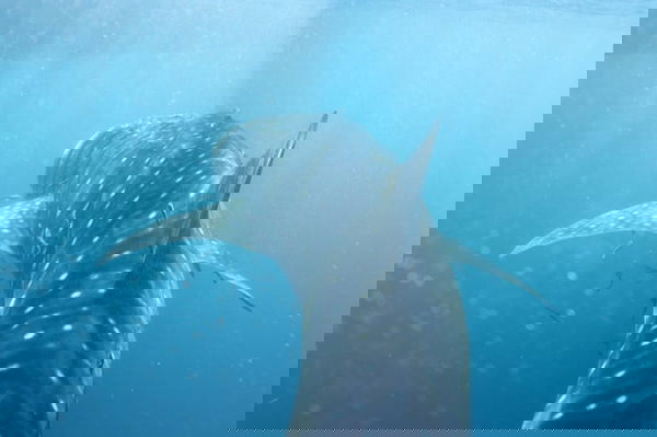 Whale shark, Sumbawa Indonesia