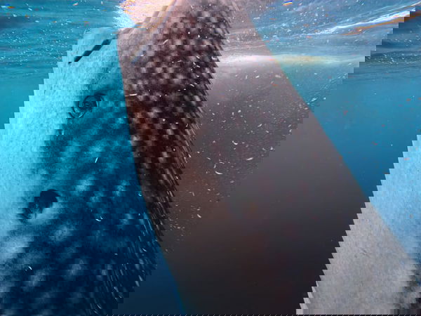 Whale shark, Sumbawa Indonesia