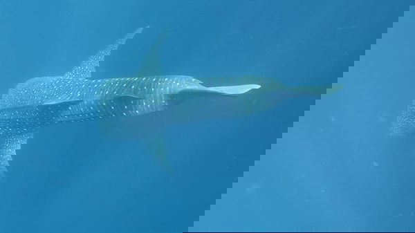 Whale shark, Sumbawa Indonesia