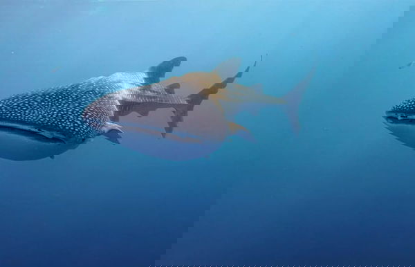 Whale shark, Sumbawa Indonesia