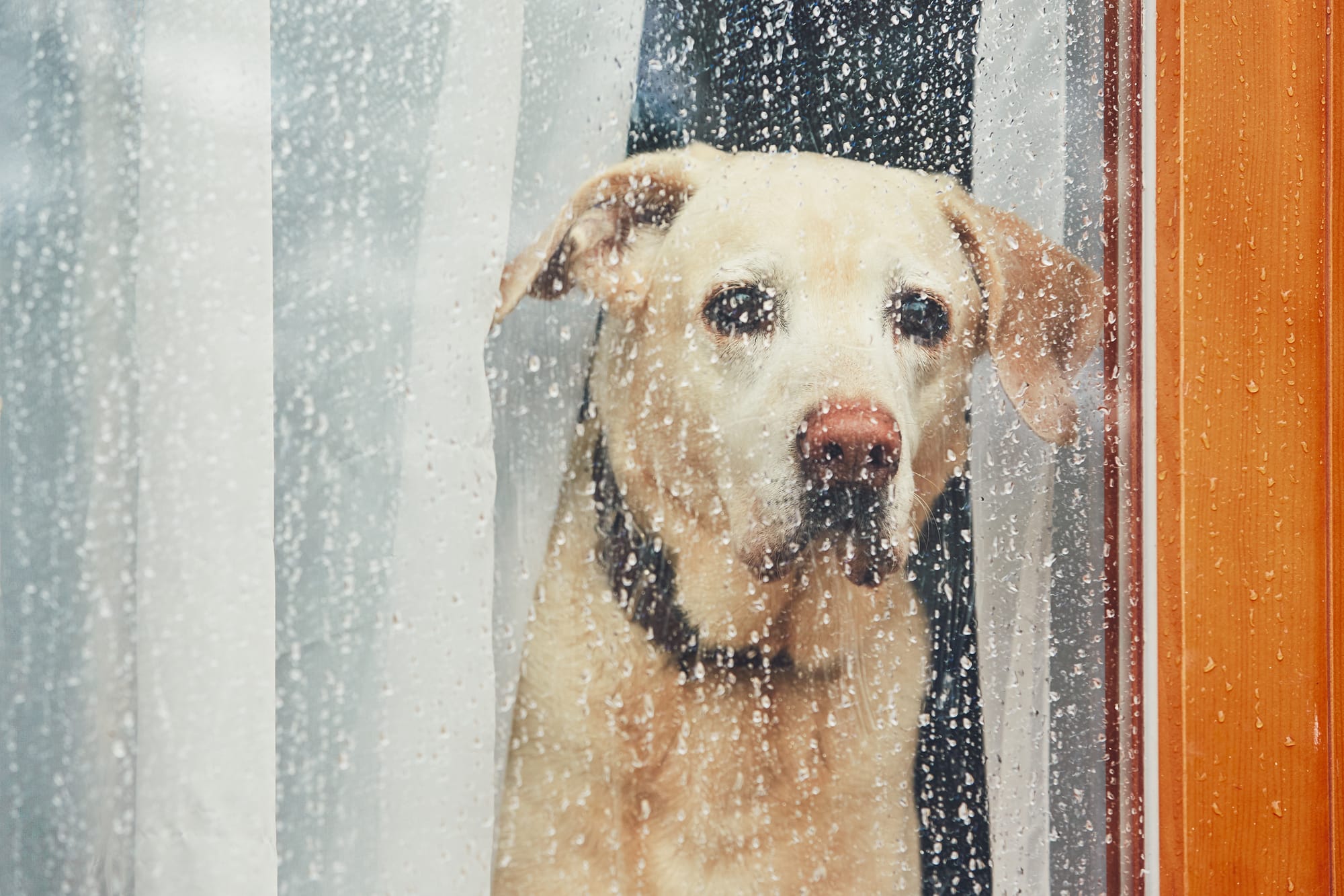 Rainy Days
