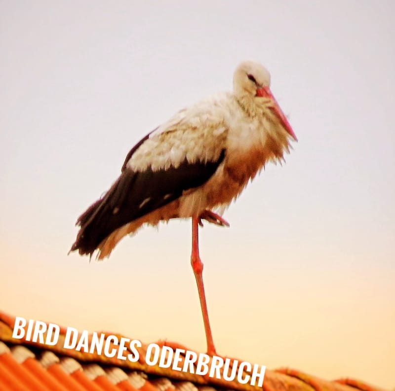BIRD DANCES Oderbruch Fest