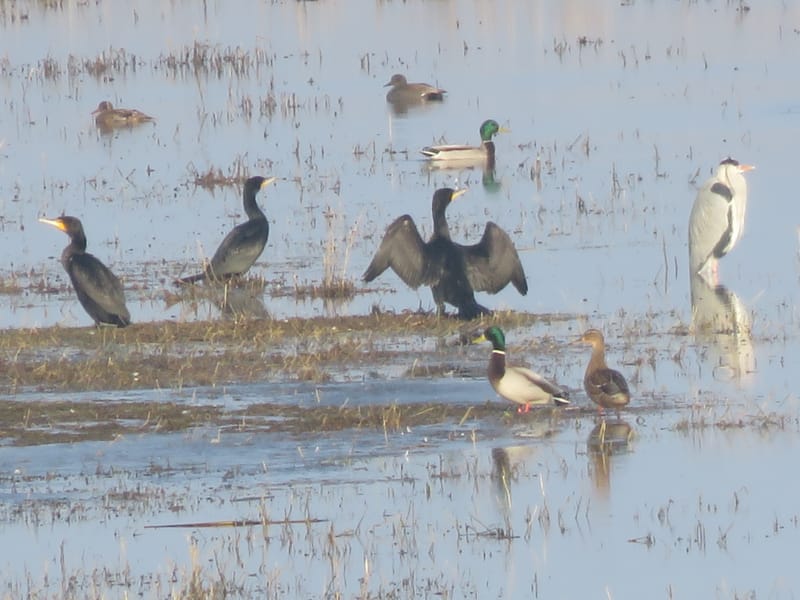 Ufervögel an der Oder mit Norbert Bartel