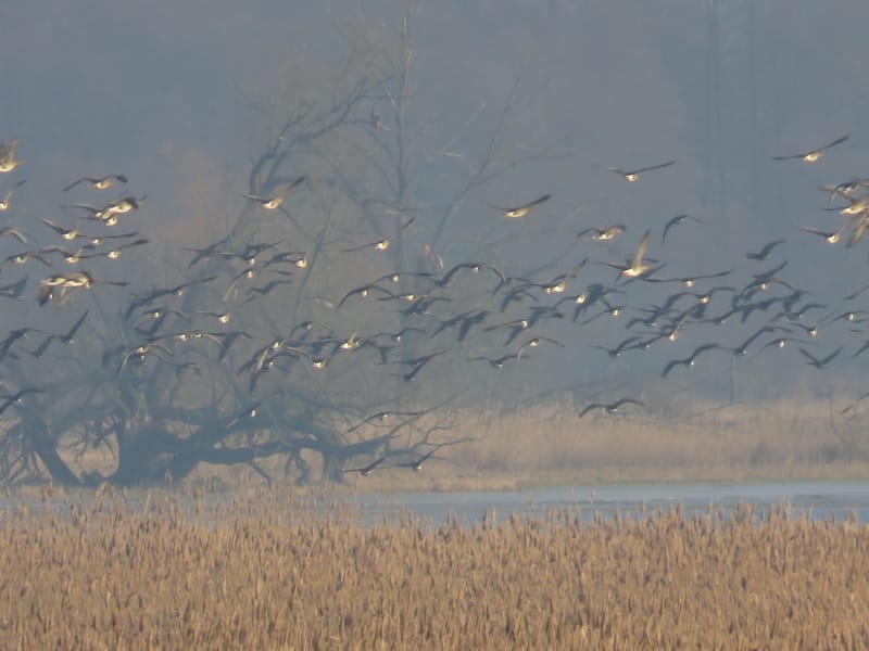Abenddämmerung am Gänserastplatz mit Ulrich Dahl