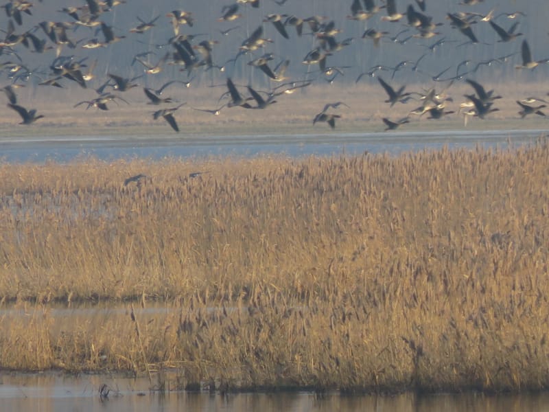 Abenddämmerung am Gänserastplatz mit Ulrich Dahl