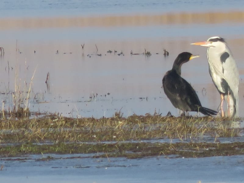 Ufervögel an der Oder mit Norbert Bartel
