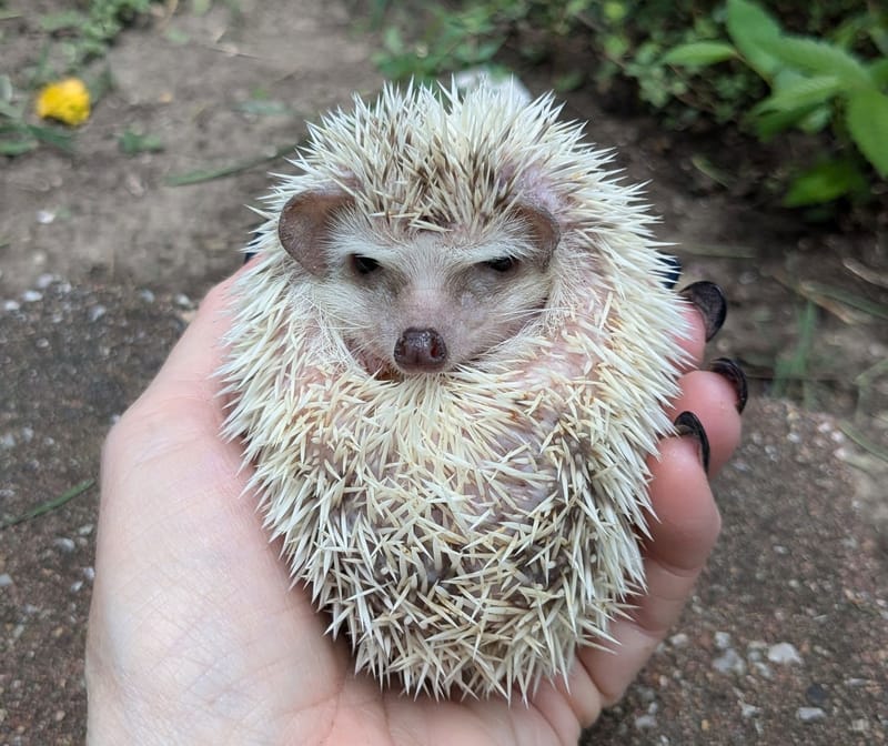 Hedgehog Show Information