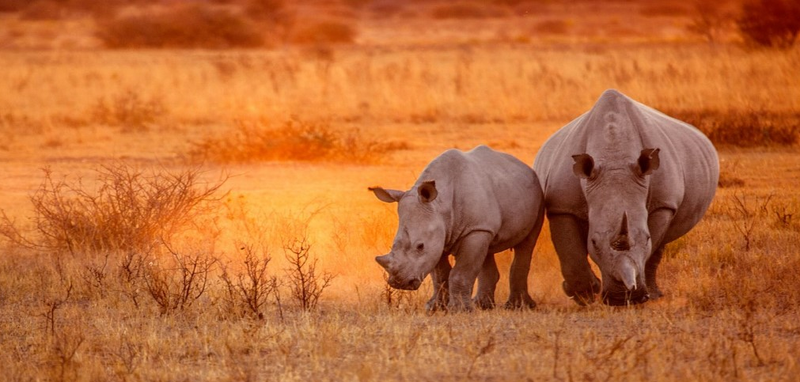 Kruger Park and Rhino Safari
