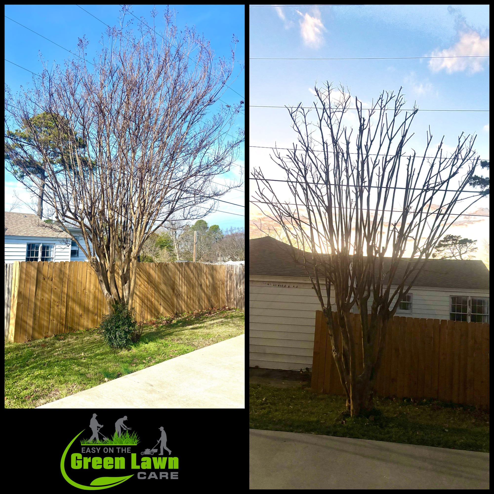 Crepe Myrtle Pruning Naturally