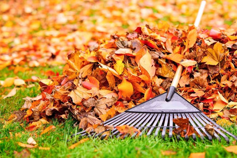 🍂 Fall Lawn & Landscape Programs