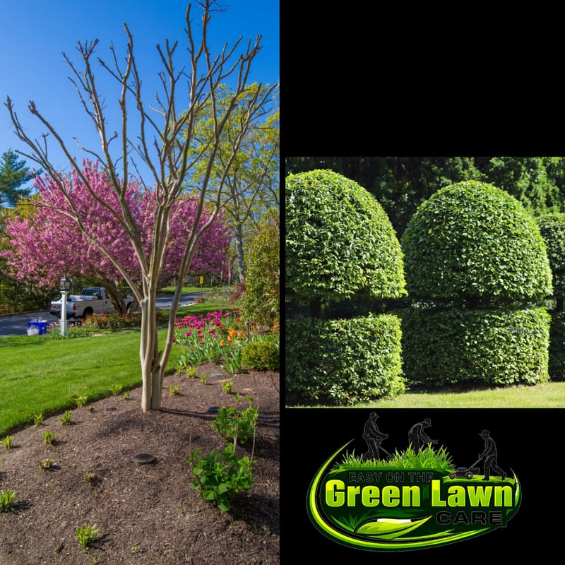 🌳 Ornamental Tree Trimming & Crape Myrtle Program