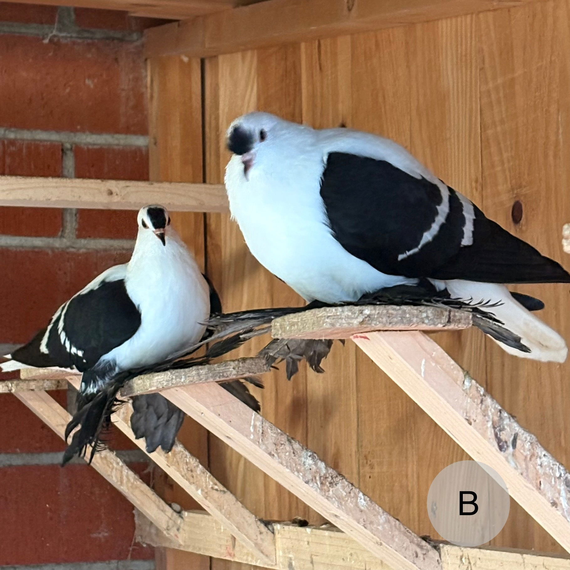 Martin Künzler Bush