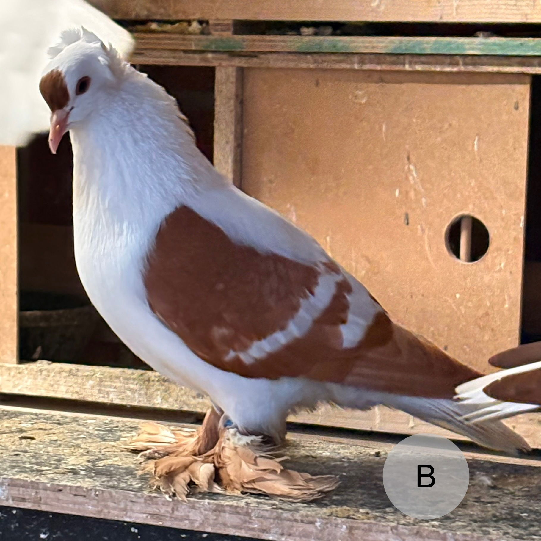 Martin Künzler Bush