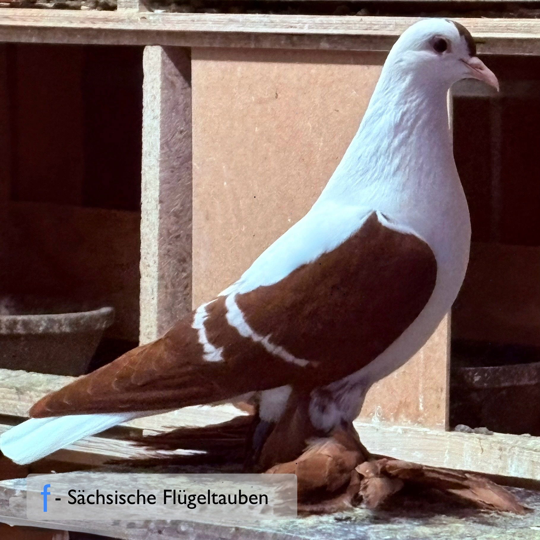 Martin Künzler Bush