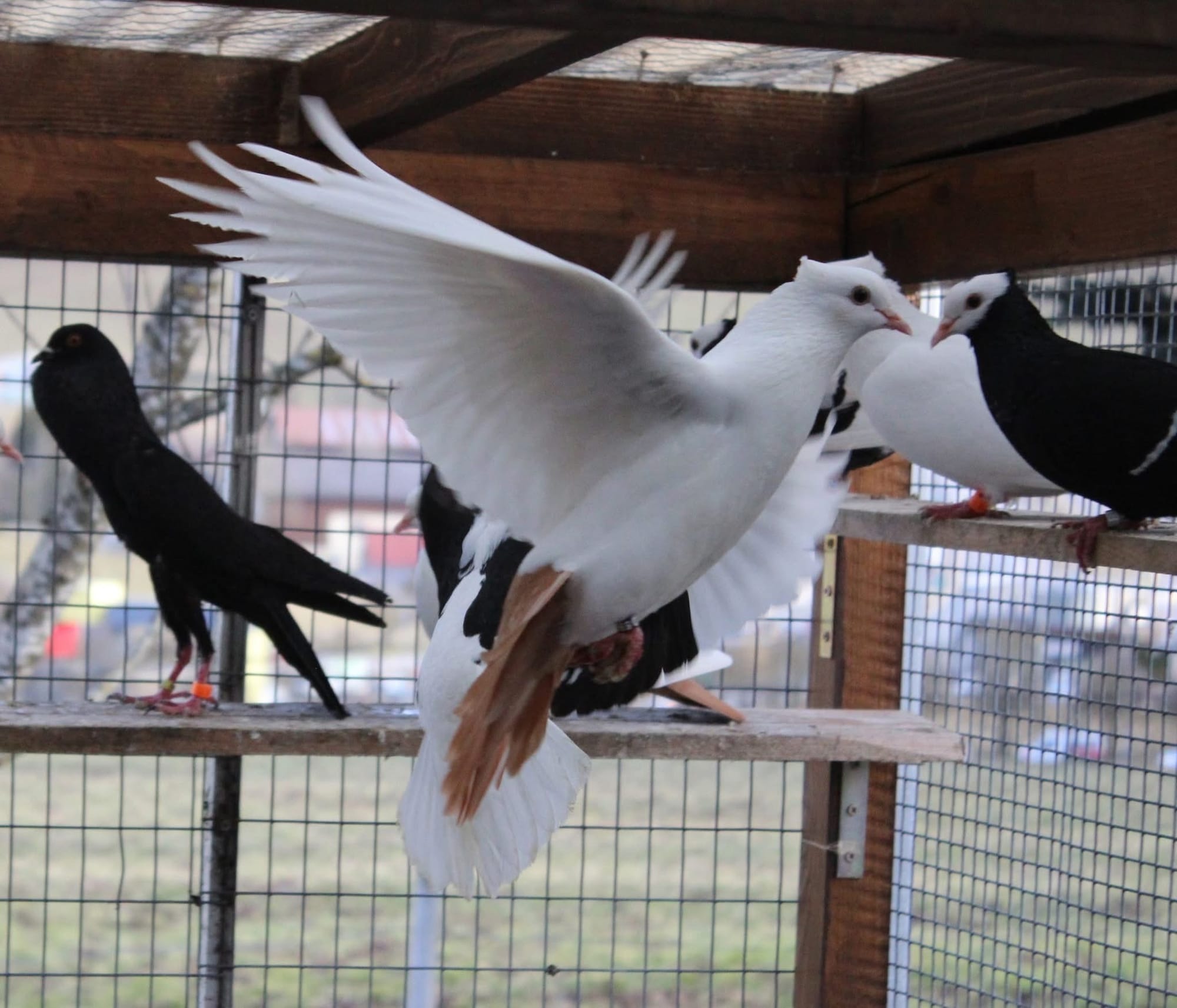 Cyril Valceschini-Nicolet