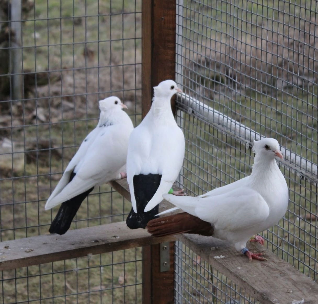 Cyril Valceschini-Nicolet