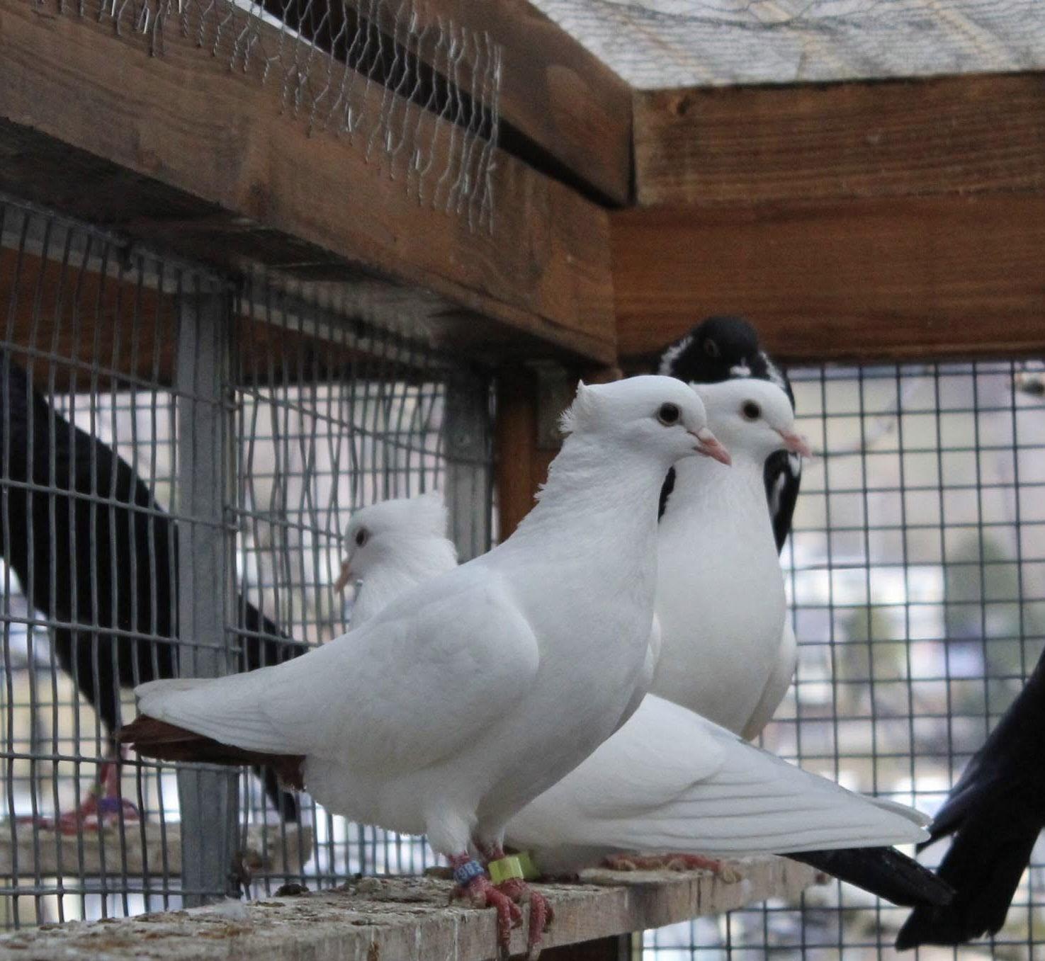 Cyril Valceschini-Nicolet