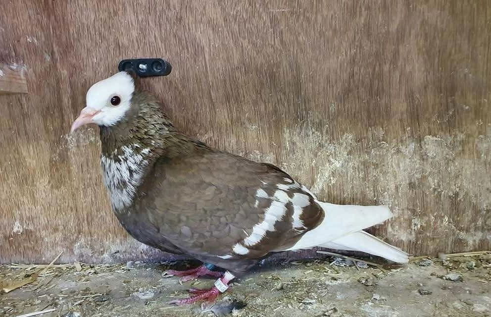 Cyril Valceschini-Nicolet