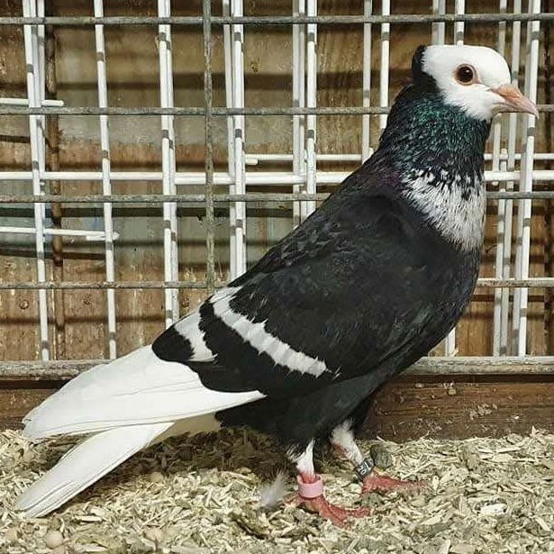 Cyril Valceschini-Nicolet