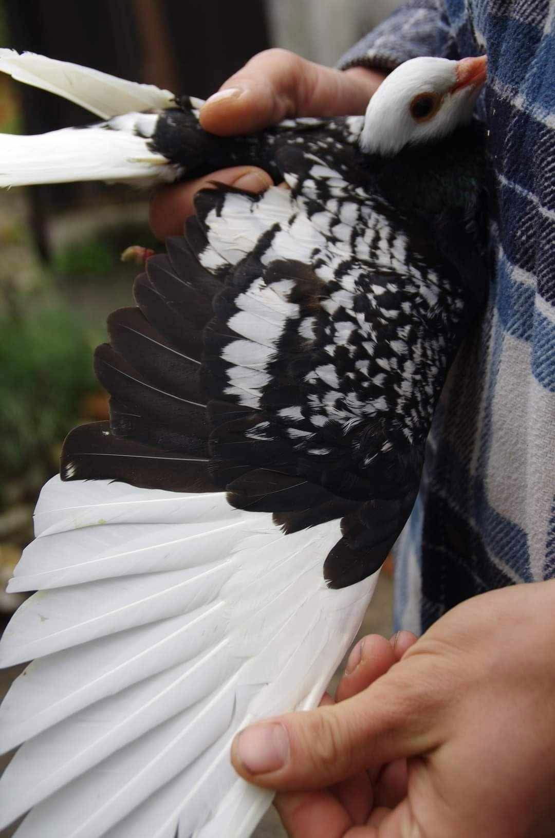 Cyril Valceschini-Nicolet