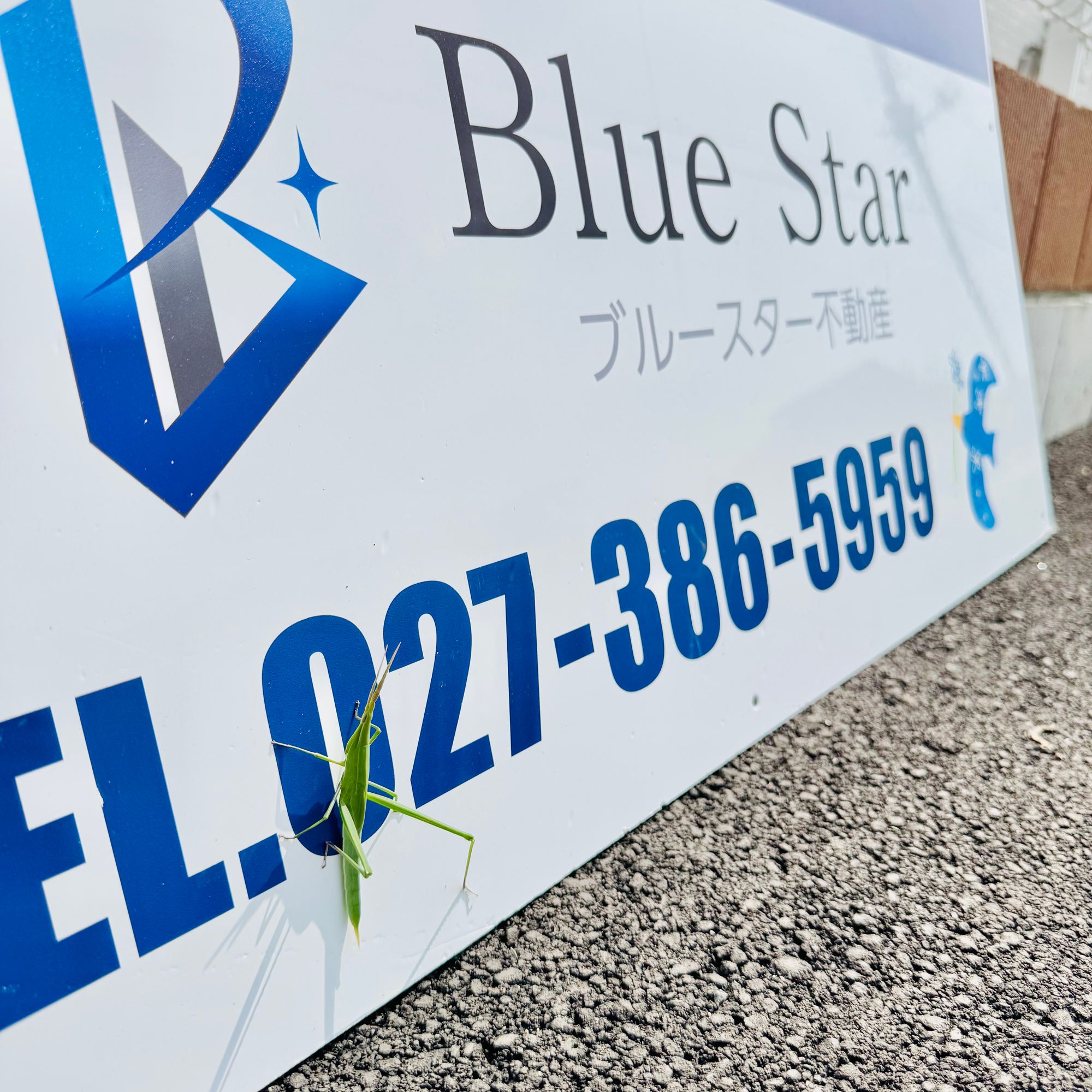蝗
