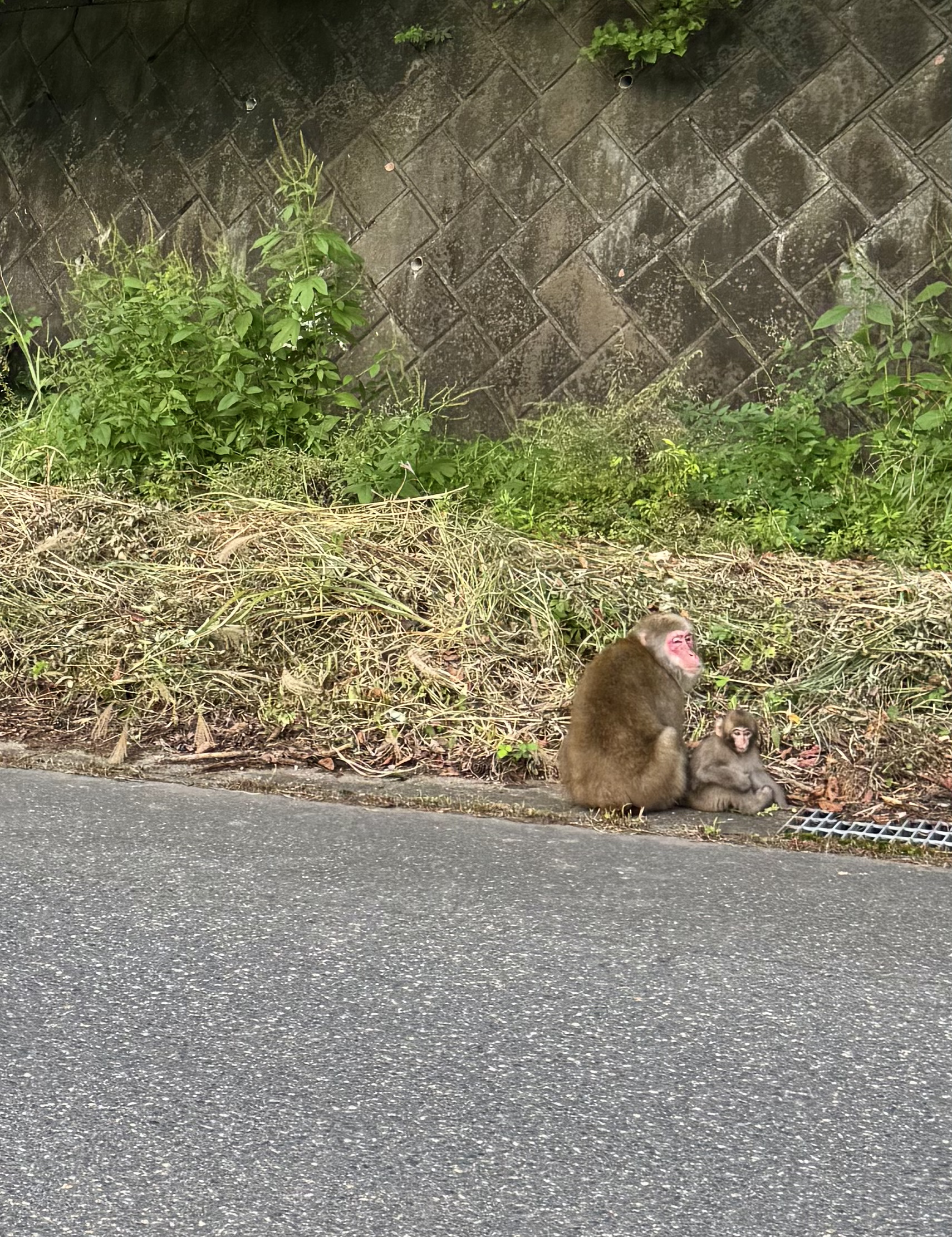 おさる🐒