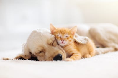 Resting
