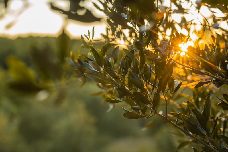 Premium First Harvest Olive Oil