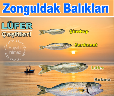 Zonguldak Balıkları