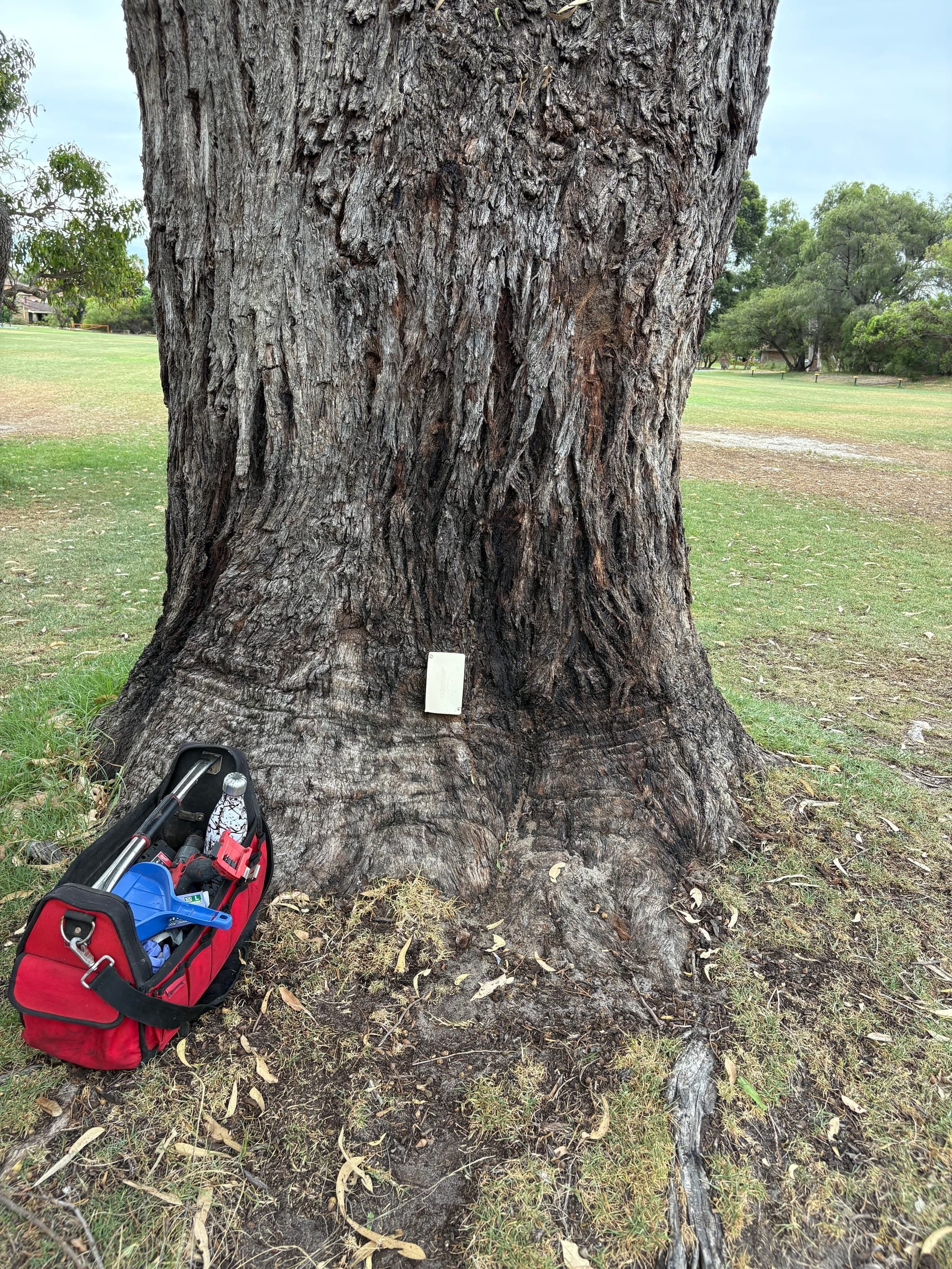 Termite management in trees