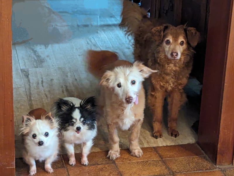 AGB Hundetraining