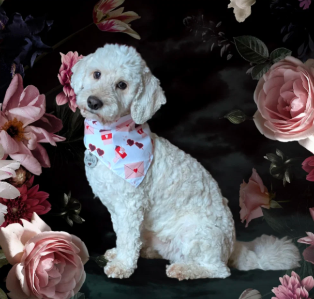 AGB Hundefriseur